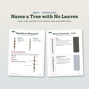 K&ouml;nnte beinhalten: Zwei Bildungsseiten mit dem Titel Week 2 Winter Trees Name a Tree with No Leaves. Der Inhalt zeigt Diagramme von Zweigen mit gegenst&auml;ndigen oder wechselst&auml;ndigen Knospen, Beschreibungen von Eichen und Buchen sowie die Eselsbr&uuml;cke MAD Horse.