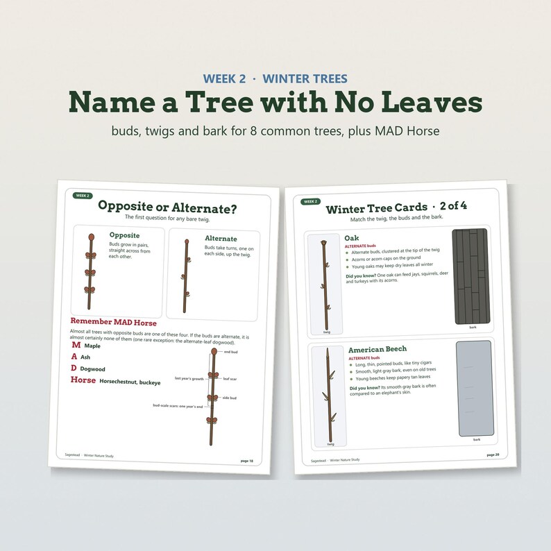 K&ouml;nnte beinhalten: Zwei Bildungsseiten mit dem Titel Week 2 Winter Trees Name a Tree with No Leaves. Der Inhalt zeigt Diagramme von Zweigen mit gegenst&auml;ndigen oder wechselst&auml;ndigen Knospen, Beschreibungen von Eichen und Buchen sowie die Eselsbr&uuml;cke MAD Horse.