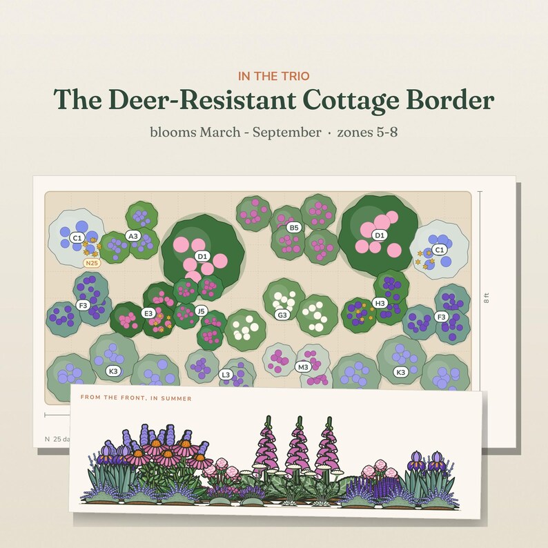 May include: A garden design plan titled The Deer-Resistant Cottage Border, featuring a top-down layout with labeled plant zones and a front-view illustration of summer blooms. The diagram includes text indicating blooms March-September and zones 5-8.