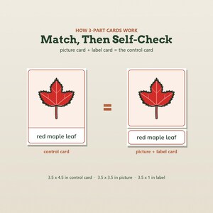 May include: Educational 3-part cards showing a red maple leaf illustration. Text reads: HOW 3-PART CARDS WORK, Match, Then Self-Check, picture card + label card = the control card, red maple leaf. Dimensions: 3.5 x 4.5 in control card, 3.5 x 3.5 in picture, 3.5 x 1 in label.