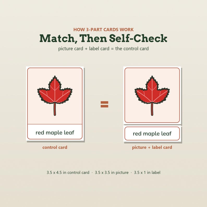 May include: Educational 3-part cards showing a red maple leaf illustration. Text reads: HOW 3-PART CARDS WORK, Match, Then Self-Check, picture card + label card = the control card, red maple leaf. Dimensions: 3.5 x 4.5 in control card, 3.5 x 3.5 in picture, 3.5 x 1 in label.