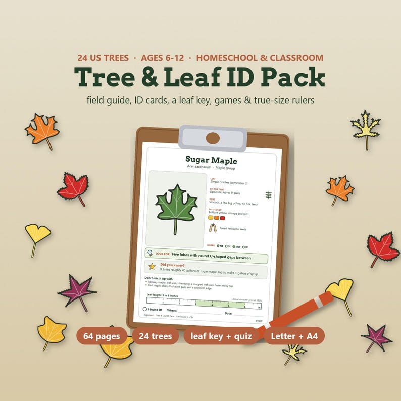 May include: A Tree & Leaf ID Pack educational set featuring a clipboard with a Sugar Maple identification card, surrounded by various colorful leaf illustrations. The text includes 24 US trees, ages 6-12, homeschool & classroom, and 64 pages.