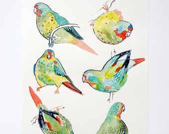 SALE! - Swift Parrot