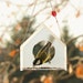 see more listings in the Window Bird Feeder section