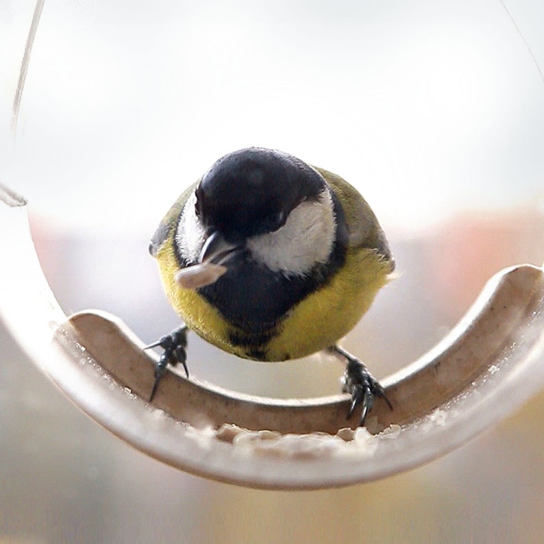 Hanging Bird Feeder, Window Bird Feeder, Modern Bird Feeder, Feeding birds, Tube, Bird watching, Bird lover gift, Early Bird Gift, Wake up, image 5