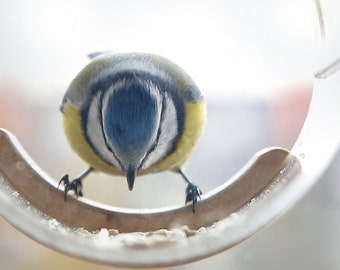 Comedero para pájaros para ventana, comedero para pájaros colgante, comedero para pájaros moderno, vidrio acrílico, observación de aves, regalo para amantes de las aves, regalo para madrugadores, regalo para despertarse,