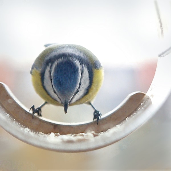 Acrylic Window Bird Feeder, Handmade Hanging Tube Feeder