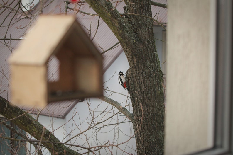 Window Bird Feeder, DIY Bird Feeder, Bird Wood House, Kids DIY, Hanging Bird Feeder, Wood Bird feeder, Bird house, Bird watching, Birding, image 5