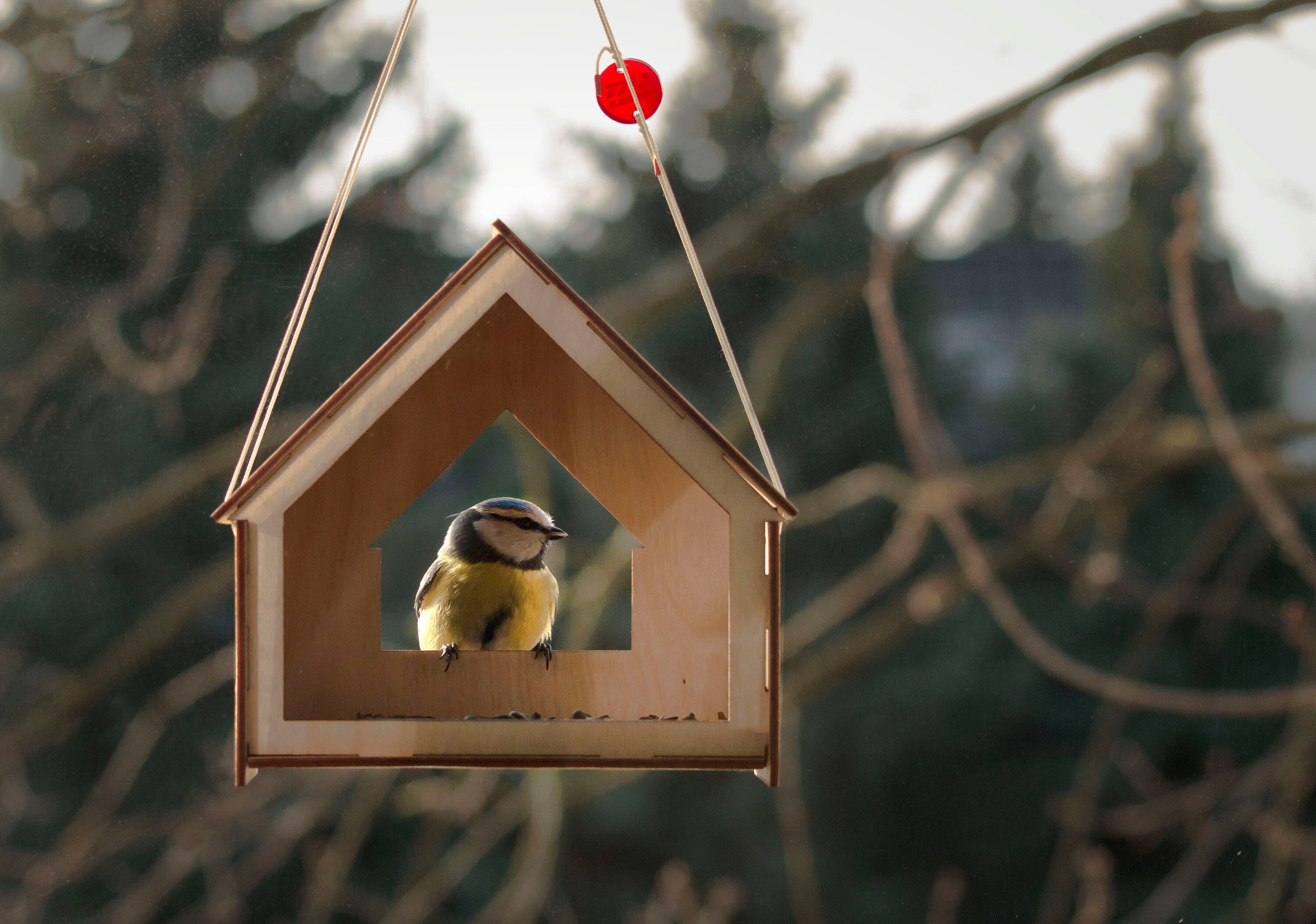 Comedero para pájaros de ventana, comedero para pájaros casero, casa de madera para pájaros, bricolaje para niños, comedero para pájaros colgante, comedero para pájaros de madera, casa para pájaros, observación de aves, observación de aves,