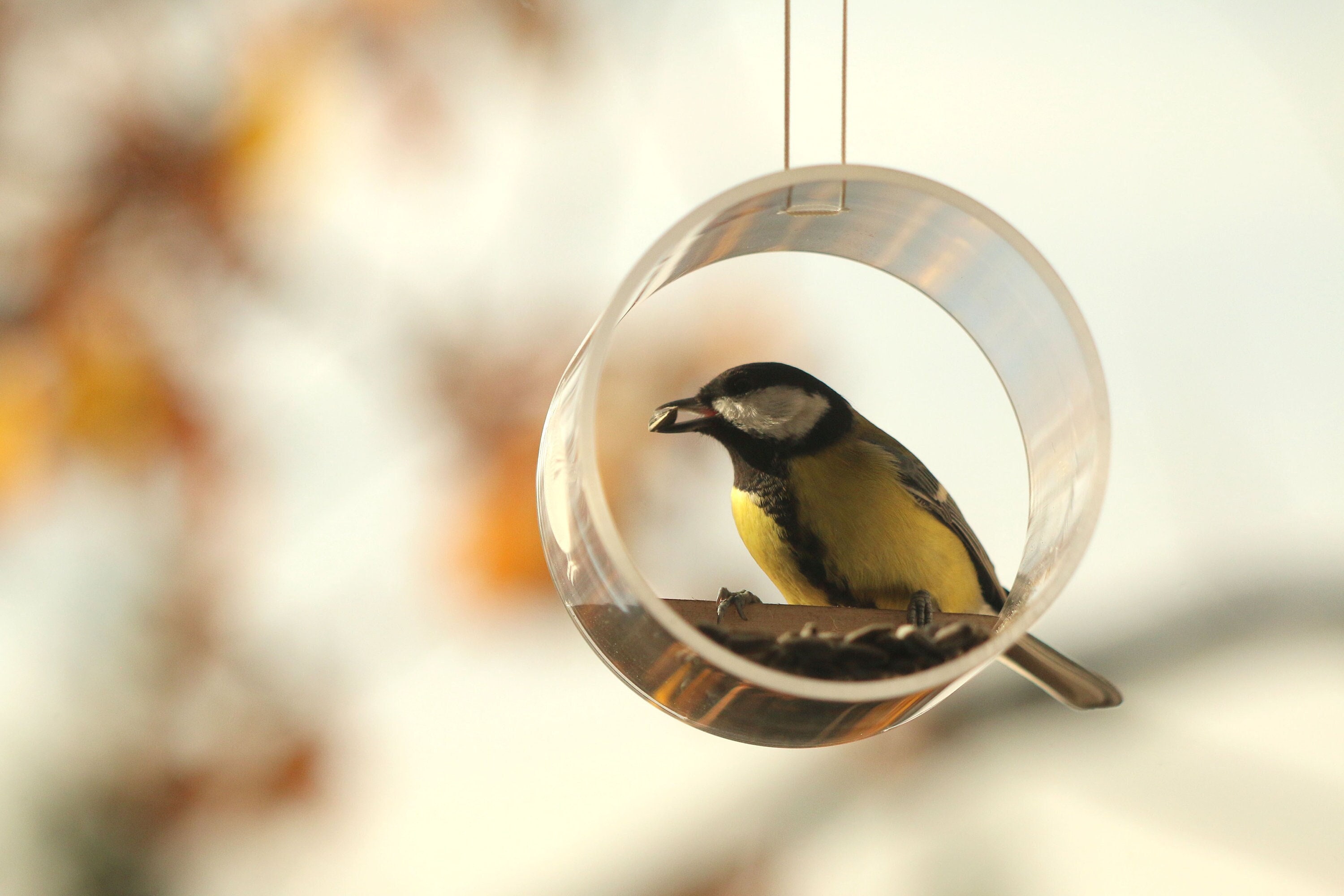 Birdwatching, Bird Feeder Hanging, Wake Up Bird, Window Bird Feeder, Bird lover gift, Glass bird feeder, Early Bird Gift, New Year Gift,