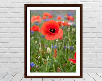 Red Poppy Flower, Poppy Print, Wildflower, Spring Flower Photography, Digital Printable Fine Art, Nature Photograph, Floral Wall Art Decor