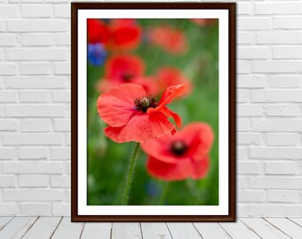 Red Poppy Flowers print, Poppies, Wildflowers, Spring Flower Photography,Print, Digital Printable Nature Photography, Home Wall Art Decor,