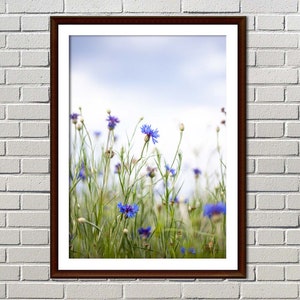Blue cornflowers, Wildflower field, Spring flowers, Photography Print, Outdoor photography, Digital Printable Fine Art, Home Wall Decor