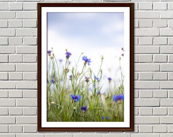 Blue cornflowers, Wildflower field, Spring flowers, Photography Print, Outdoor photography, Digital Printable Fine Art, Home Wall Decor