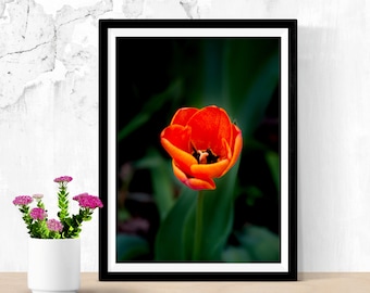 Tulip Photography Print, Dark Background Floral Wall Art (Digital Download)
