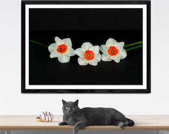 Impresión fotográfica de narcisos blancos, arte mural de flores de primavera (descarga digital)