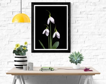 Thee Snowdrops on Black Background Spring Flower Photography Print Digital Printable Fine Art Nature Photograph Home Wall Art Decor Picture