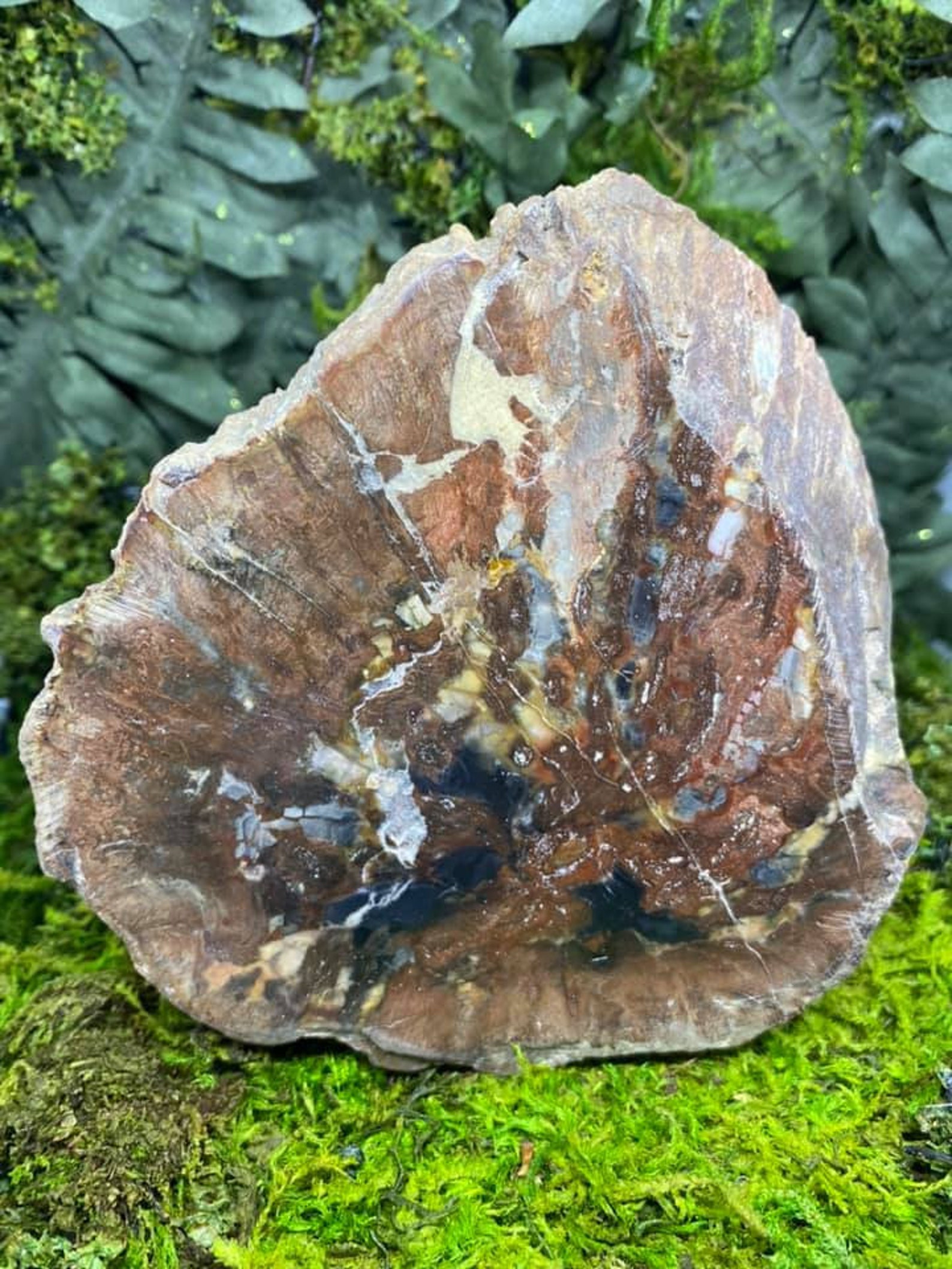 Petrified Wood Slice Etsy