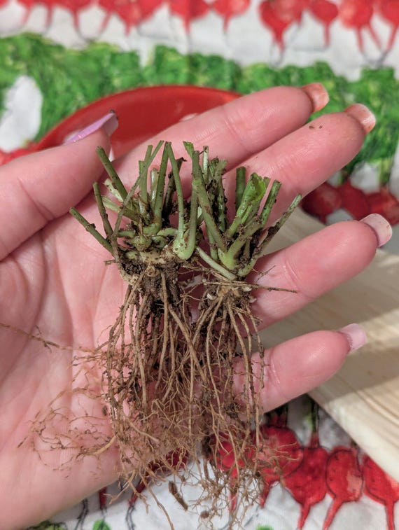Wild Violet (viola Sororia) Rhizomes - Ready to Plant - Bare Roots