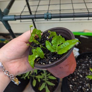 Passion Fruit Vine Cuttings: Tropical Indoor Plant - Purple Passion