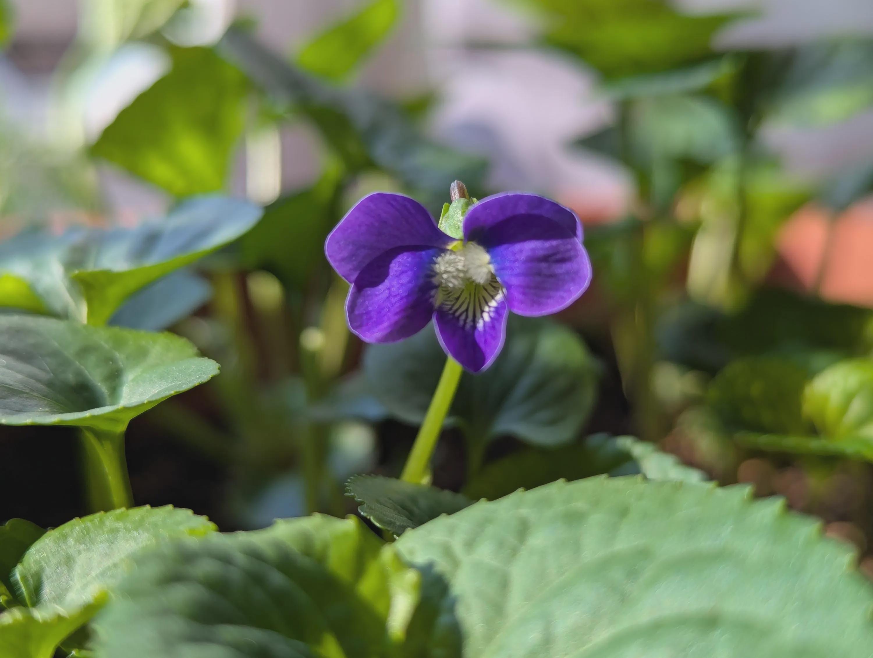 Wild Violet Seeds: Viola Sororia (woolly Violet) - Edible
