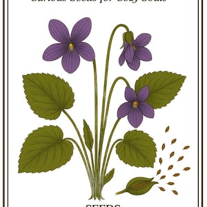 Wild Violet Seeds: Viola Sororia (Woolly Violet) - Edible Perennial Blooms - Buy Now!