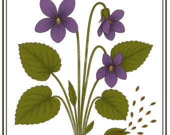 Wild Violet Seeds: Viola Sororia (Woolly Violet) - Edible Perennial Blooms - Buy This Summer to Prep for Fall!