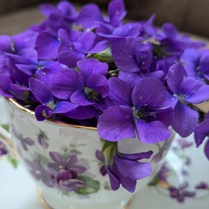 May include: A white teacup and saucer filled with vibrant purple violets. The teacup features a floral design with gold trim. The violets are in full bloom, creating a visually appealing arrangement.