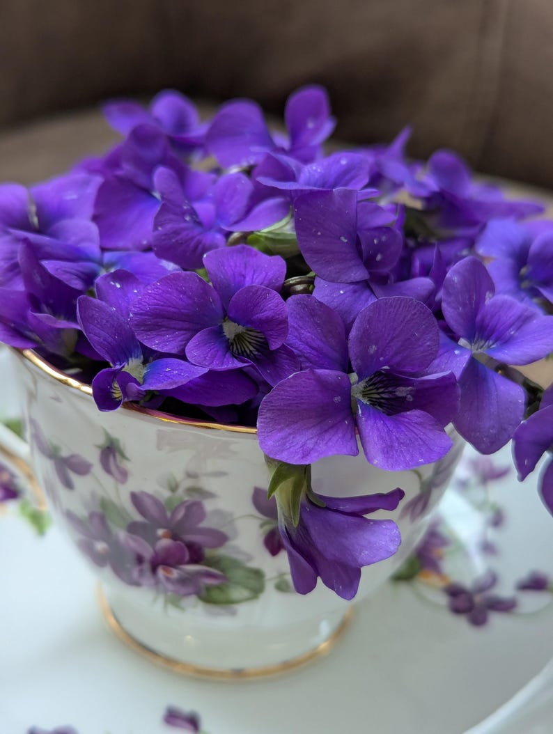 May include: A white teacup and saucer filled with vibrant purple violets. The teacup features a floral design with gold trim. The violets are in full bloom, creating a visually appealing arrangement.
