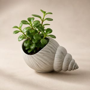 May include: A light gray ceramic planter shaped like a spiral seashell, featuring a textured, ribbed exterior surface. A small, vibrant green plant with rounded, glossy leaves is potted inside the shell, filling the opening of the container.