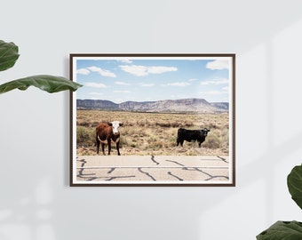 Wild Cows, Photographic Print on Matte 100% Cotton Paper