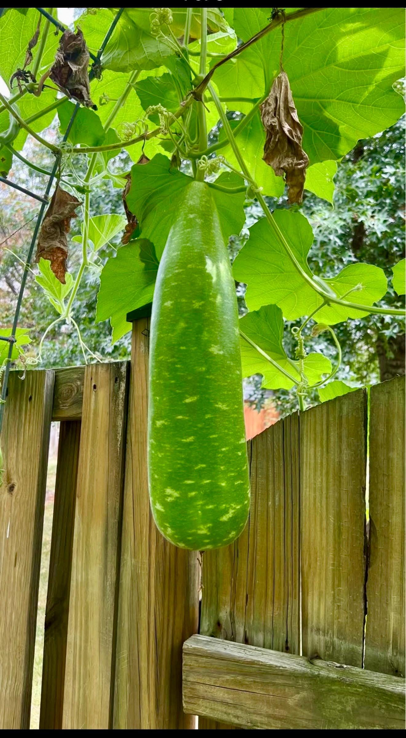 Edible Bottle Gourd Seeds - Organic Vegetable Garden Seeds