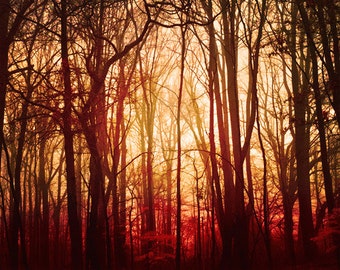 Fall Photography, landscape, red forest, fog, woodland, autumn, rustic, mist, trees, red decor, nature, fPOE