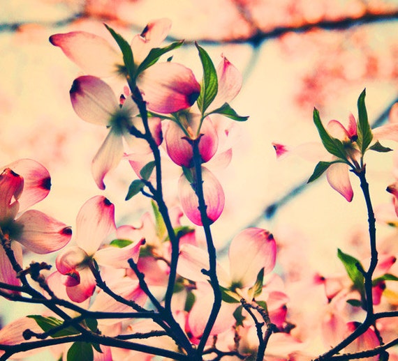 magnolia nursery decor