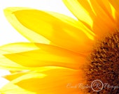 Sonnenblume 2, Sonnenblumen Foto, Blumenfotografie, Blumenfotografie, Blumenkunst, SonnenblumenKunst, Sonnenblumen Dekor, Geschenk zur Hauseinmung