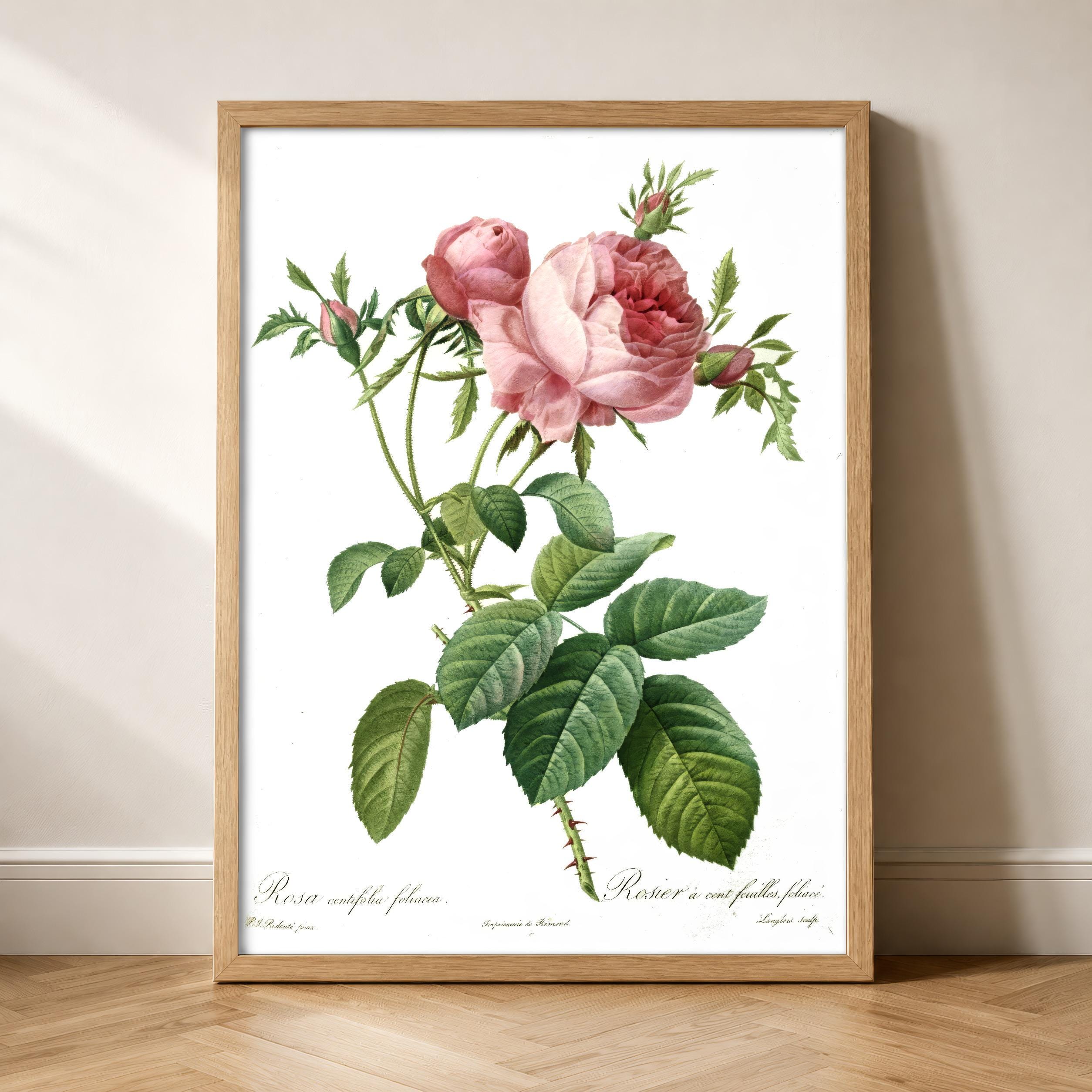 Pj redoute - Etsy 日本