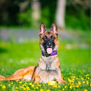 May include: A Belgian Malinois dog with a black muzzle and tan coat wearing a purple braided collar with a silver metal buckle. The dog is lying down with its tongue out, displaying a textured, woven purple collar around its neck.