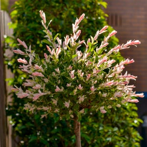 May include: A Salix integra Hakuro-nishiki shrub featuring a dense cluster of variegated foliage with a mix of deep green, white, and soft pink leaves. The plant has a rounded shape with slender branches extending outward from a central woody stem.