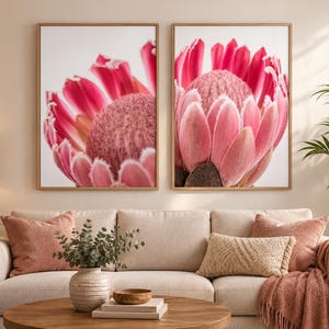 Puede incluir: Dos cuadros rectangulares en marcos de madera clara, cada uno con una fotografía en alta resolución de una flor protea de color rosa vibrante con un centro texturizado y suave, y pétalos superpuestos sobre un fondo blanco.