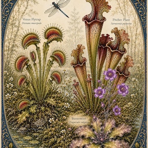 以下が含まれることがあります： 「The Art of Wild Plant Identification」と題された植物画。ハエトリグサ、サラセニア、ムシトリスミレが描かれています。画像にはトンボ、花の縁取り、各植物種のテキストラベルが含まれており、詳細で色彩豊かなスタイルで表現されています。