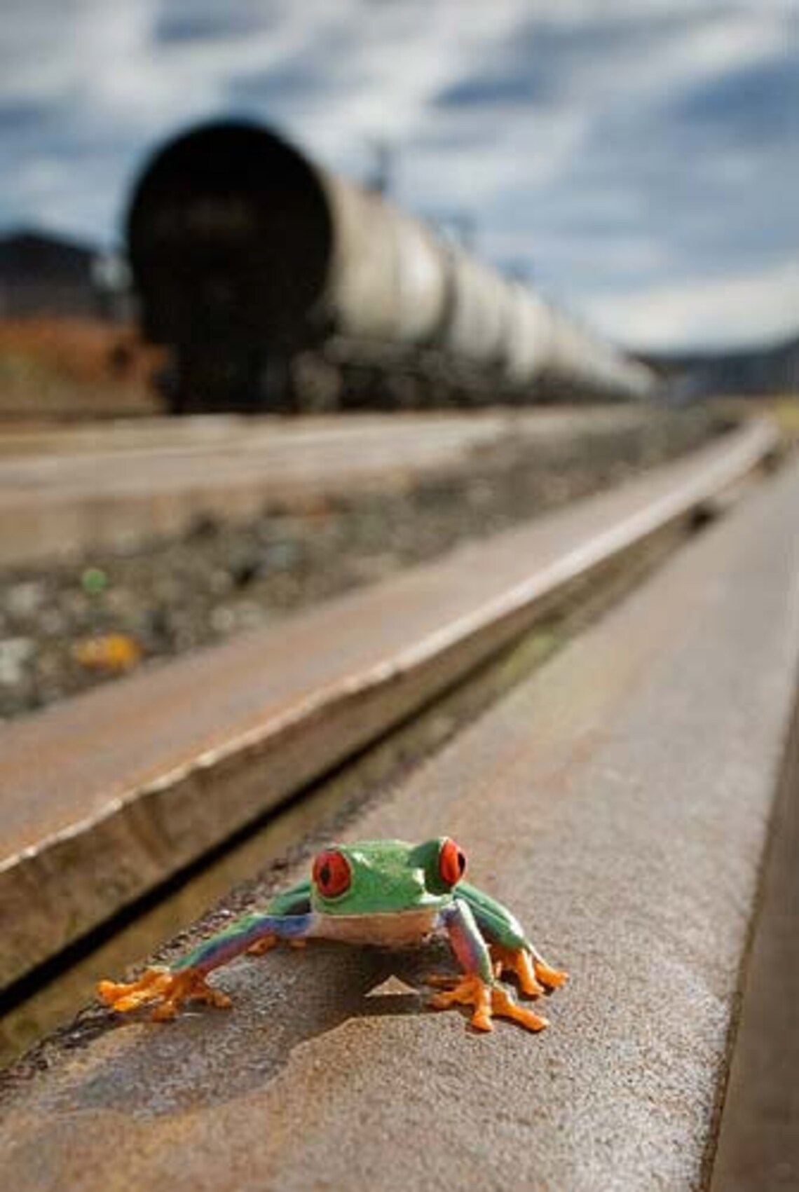 Train Art Frog on Train Tracks Railroad Trains Etsy