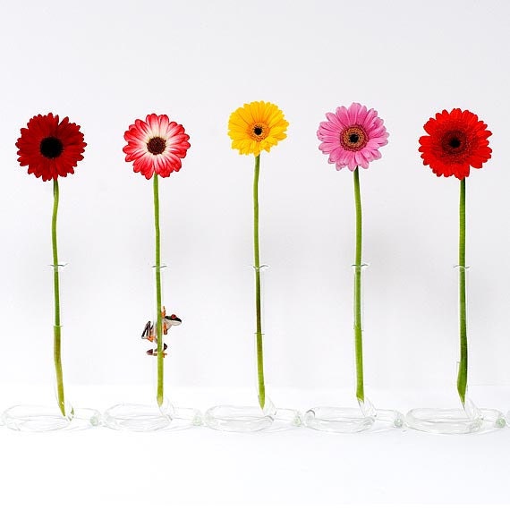 Gerber Daisies, Frog and Gerber Daisy, Gerber Flowers, and Tree Frog,  Daisies, Gerbera Daisies
