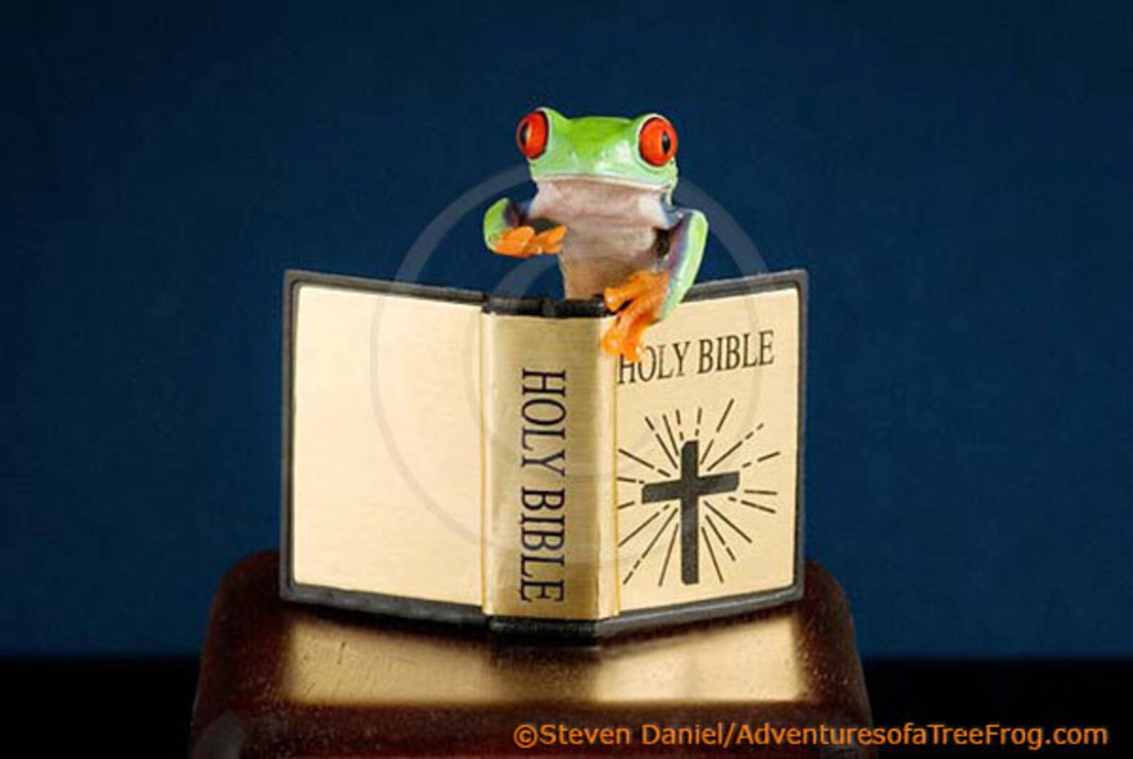 Bible Art Preaching Live Frog Religious Art Religion Etsy