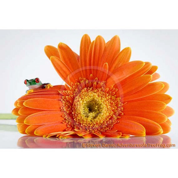 gerber baby flowers