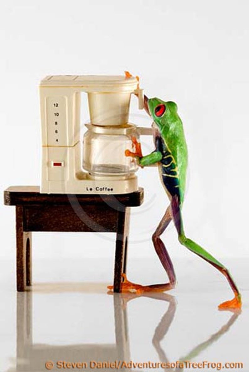 Coffee Art Kitchen Art Real Frog and Miniature Coffee Etsy