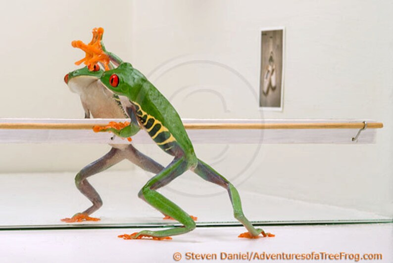 Ballet Dancer Frog in a ballet pose on barre Etsy