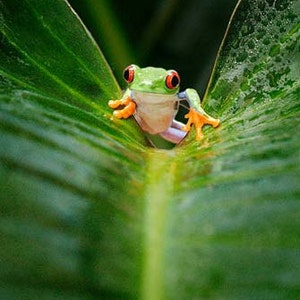 Frog Art Frog on Leaf Colorful Tree Frog - Etsy