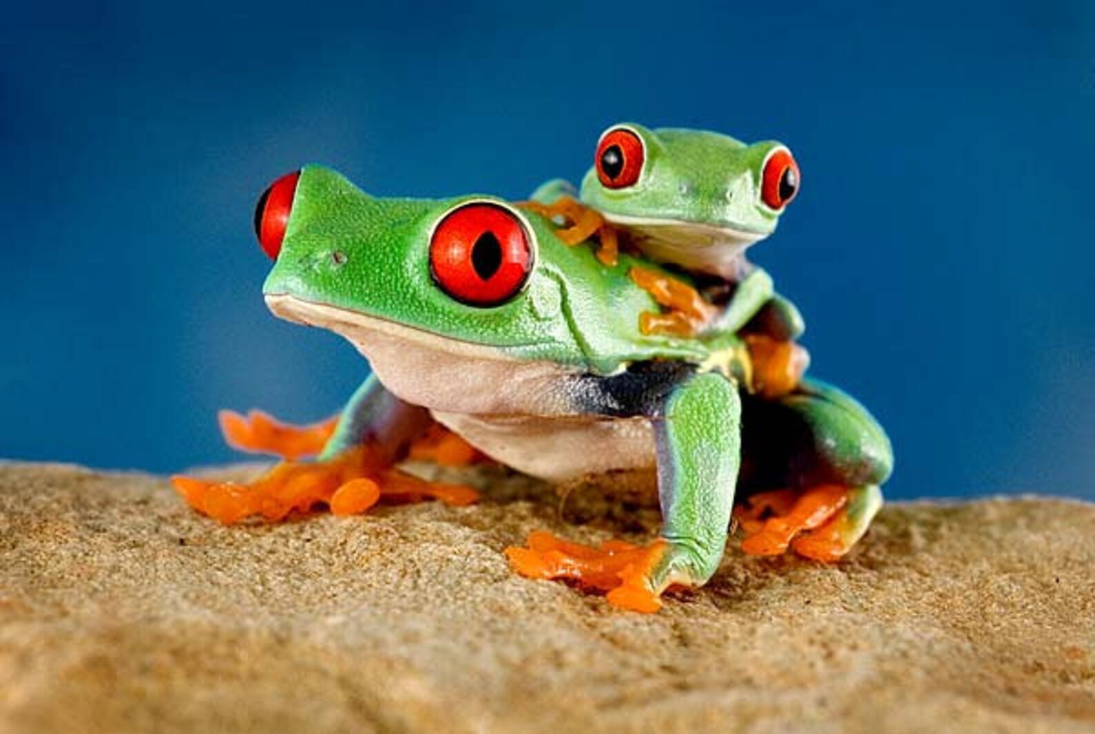 Карликовая кубинская лягушка. Разноцветные лягушки. Baby frog indian. Длинноногая литория. Baby frog peachy.