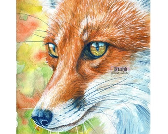 Framed original fox watercolour painting