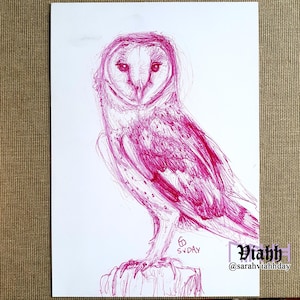 Dessin original à l'encre de chouette effraie des clochers sur carte postale renard aurores boréales